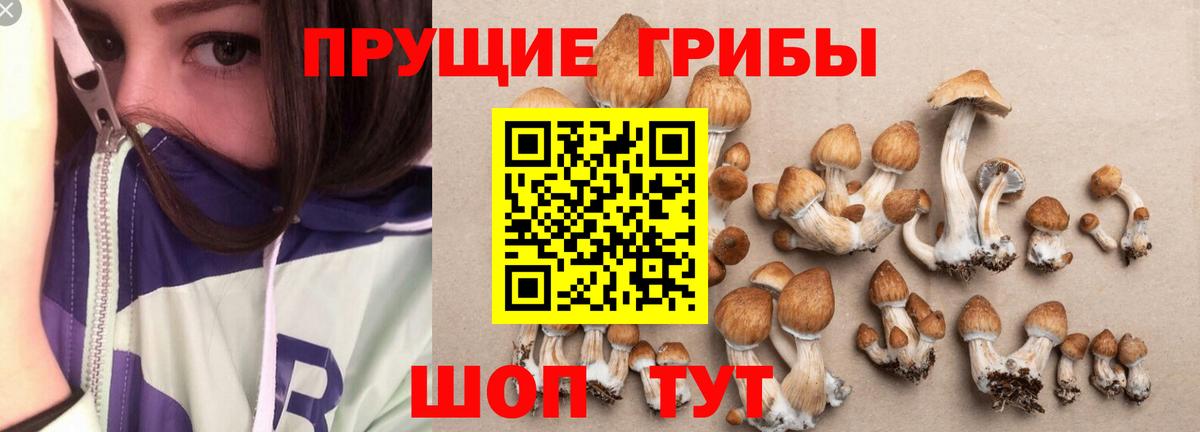 Нововоронеж  Псилоцибиновые грибы мухоморы  Псилоцибиновые грибы Psilocybe  Вход с VPN 